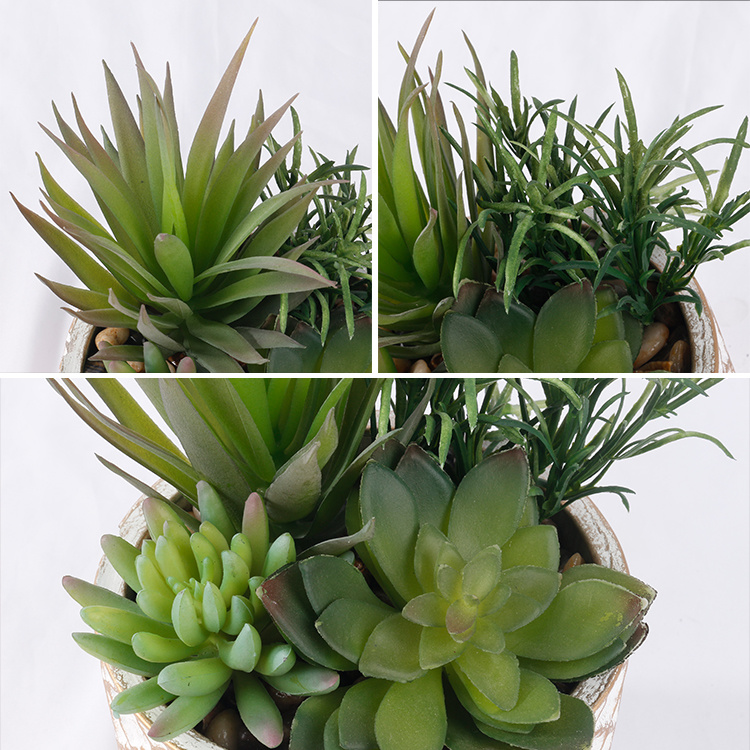 Garden-Decoration-Succulent-Mix-of-Succulents-with-Pot-Hot-Sale (4).jpg 
